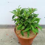 Budleja Dávidova (Buddleja Davidii) ‘LITTLE LILA BUTTERFLY CANDY’® - výška 10-20 cm, kont. C2L